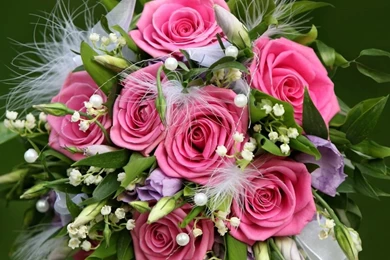 Download Rose Wallpapers   All Wallpapers New