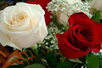 Beautiful roses wallpapers download images 6   VU HELP