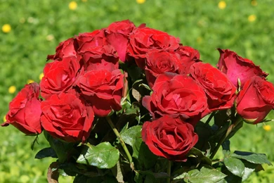 Red Rose Wallpapers Free Download   HD Wallpapers Lovely