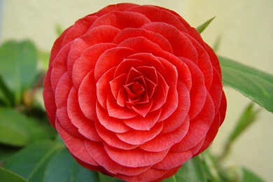 Nice Beautiful Hybrid Red Rose Wallpapers Download