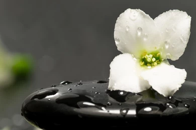 Flower On A Spa Stone Wallpapers   Photography Wallpapers