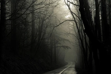 Dark Road Forest HD Desktop Wallpapers : High Definition ...
