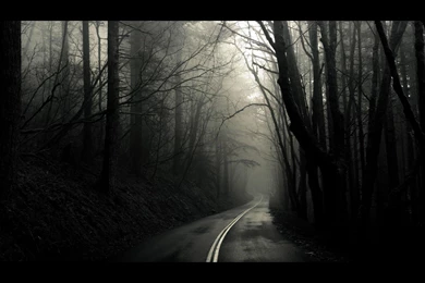 Black White Trees Dark Forest Roads Monochrome Photos >> HD ...