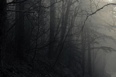 Dark Forest Road S4 Wallpapers