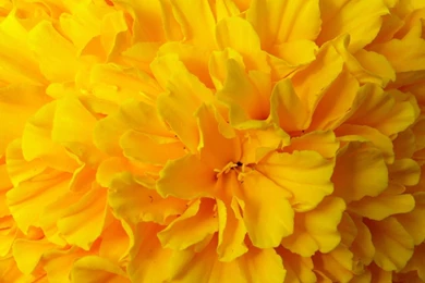 1920x1080 YELLOW WALLPAPER WF1N018