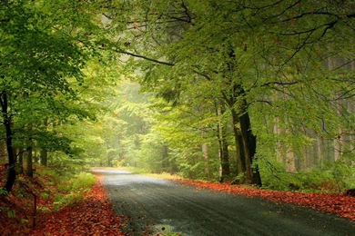 Download Wallpapers Road In The Dark Forest (1600 X 900 Widescreen ...