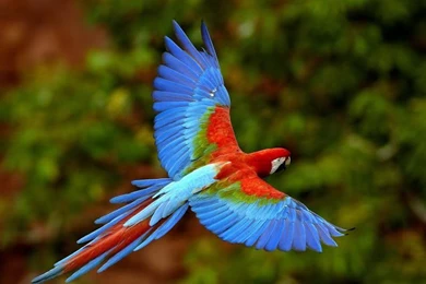 Cute Parrots, Beautifull Parrots High Resolution Photos Free ...