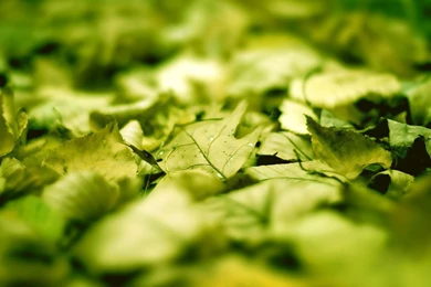 2560x1600 Wallpaper, High Resolution, Nature, Super Macro Photo ...