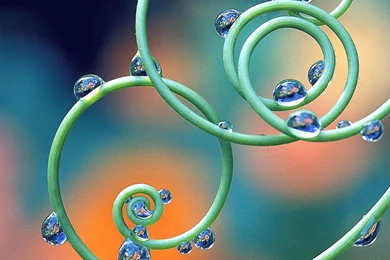 Free Computer Wallpapers Flowers   3 Items