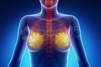 Female Breast And Skeleton Anatomy In Blue X Ray Loop. Stock ...