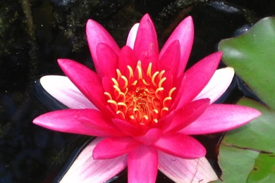 Computer Wallpapers Flowers   Wallpapers HD Wide