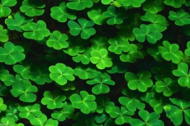 Lucky Charm Wallpapers Wallpapers Cave