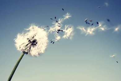 Flowers Wind Luck Dandelion Wallpapers   (