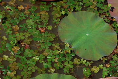 Good_luck dsc06119 a1 ws.jpg