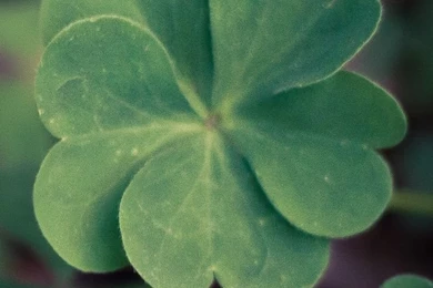 Lucky Clover HD Desktop Wallpapers : Widescreen : High Definition ...