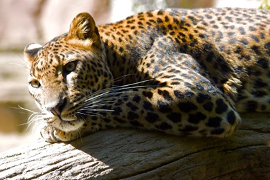 Beautiful HD Leopard Wallpapers   HD Wallpapers