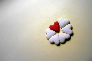 Only You Flower HD Wallpapers   New HD Wallpapers