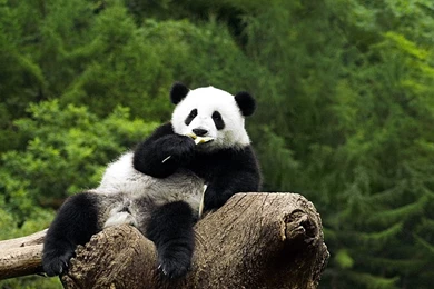 Panda Bear Wallpapers