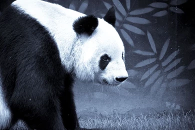Black And White Panda Bear In Black And White With Bamboo Mural ...