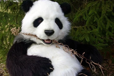 New amazing awesome very cute panda bear hd wallpapers 989 x 800 ...