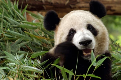 Panda Bear Bamboo China Wallpapers