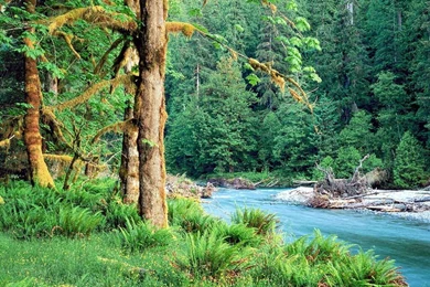 Free Wallpaper: Forest Exotic Wallpapers