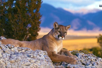 Mountain Lion, Rocky Mountains Wallpapers