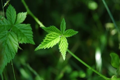 Hd Wallpapers Of Nature For Mobile Samsung For Desktop For Mobile ...