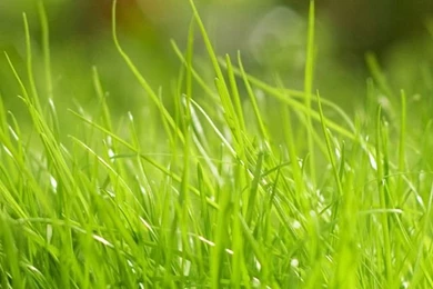 Cute Grass Iphone 4 Wallpapers 640x960 Hd Wallpapers For Cell ...