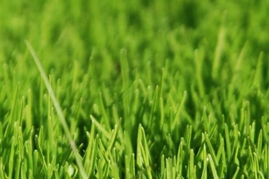 Download Green Grass Wallpapers For iPhone 4