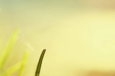 Grass iPhone 5s Wallpapers