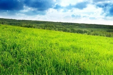 640x960 Grass Iphone 4 Wallpapers