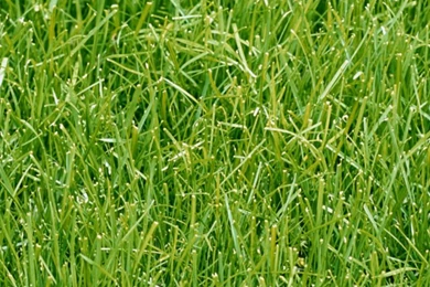 Green Grass iPhone 4s Wallpapers Download