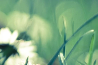 Daisies And Grass iPhone 5s Wallpapers Download