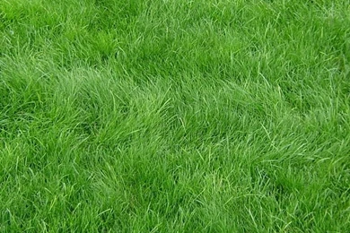 Download Wallpapers 750x1334 Grain, Grass, Field, Green iPhone 6 HD ...