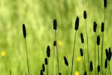 Grass iPhone 5s Wallpapers Download