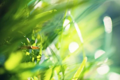 iPhone 6 Wallpapers: Grass   IPhone6wp.com