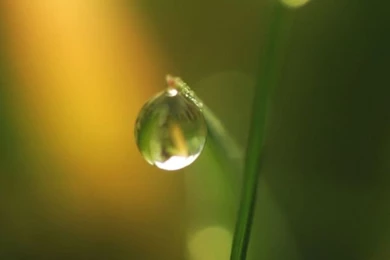 Grass iPhone 5s Wallpapers