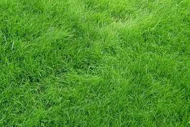 Download Wallpapers 640x1136 Texture, Grass, Field, Green iPhone 5S ...