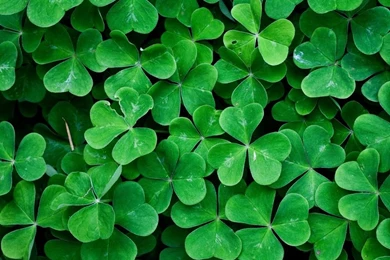 iPhone 6 Wallpapers: Grass 2   IPhone6wp.com