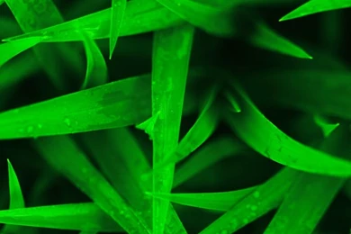 iPhone 6 Plus Wallpapers Grass 15