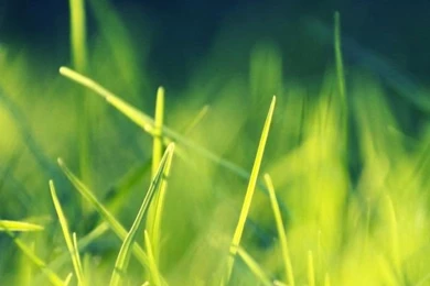 Green Grass iPhone 5 Wallpapers