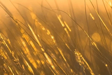 iPhone 6 Wallpapers Grass 06