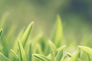 Grass iPhone 5 Wallpapers