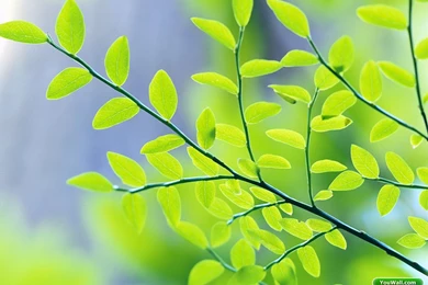 YouWall   Green Leaves Wallpapers   Wallpaper,wallpapers,free ...