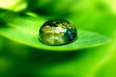 World On A Green Leaf HD Desktop Wallpapers : Widescreen : High ...