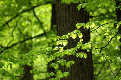 Green Leaf Desktop Wallpapers HD 2015