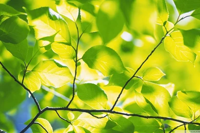 Download Branch Brown Wallpapers 1920x1080