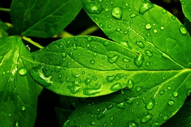 Fresh Green Leaves Wallpapers And Images   Wallpapers, Pictures ...