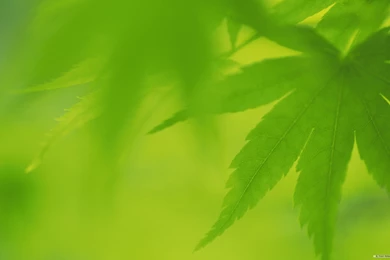 Free Wallpapers   Free Nature Wallpapers   Green Leaves 3 Wallpapers ...